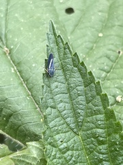 Graphocephala lugubris