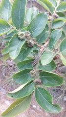 Glochidion heyneanum