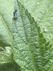 Graphocephala lugubris