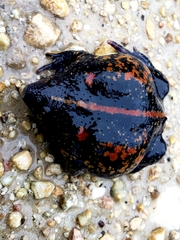 Rhinophrynus dorsalis