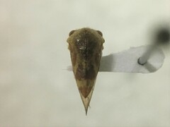 Ophiderma evelyna