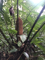 (c) Roger A. Morales-Flores, some rights reserved (CC BY) Zamia nesophila, photograph (c) Roger A. Morales-Flores, some rights reserved (CC BY)
