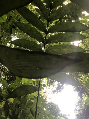 Zamia nesophila, photograph 6