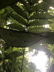 Zamia nesophila, photograph (c) Roger A. Morales-Flores, some rights reserved (CC BY)