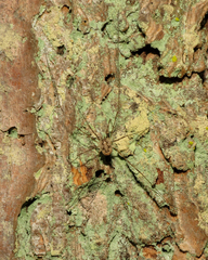 Leptobunus parvulus