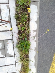 Anthyllis vulneraria