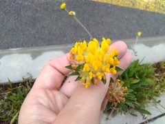 Anthyllis vulneraria