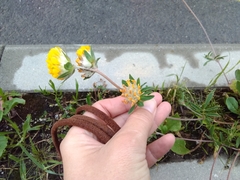 Anthyllis vulneraria