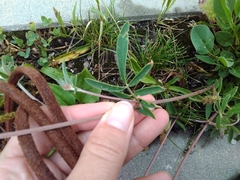 Anthyllis vulneraria