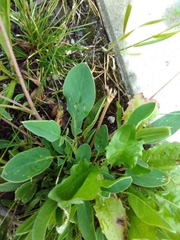 Anthyllis vulneraria