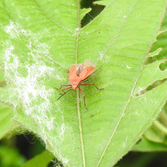 Dysdercus evanescens