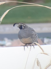 Callipepla californica