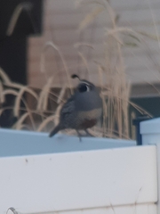 Callipepla californica