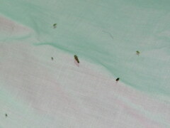 Stenocranus brunneus