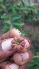 Glochidion heyneanum