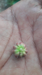 Glochidion heyneanum