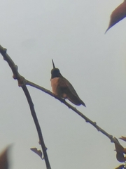 Archilochus alexandri