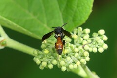 Leucospis petiolata