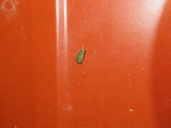 Dichomeris juncidella