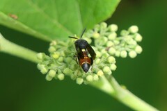Leucospis petiolata