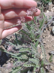 Horkelia hendersonii