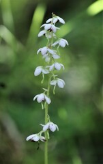 Pyrola elliptica