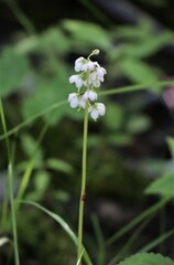 Pyrola elliptica
