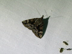 Hypena palparia