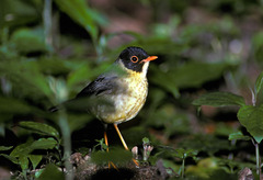 Catharus dryas