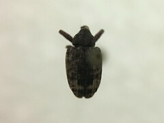 Conotrachelus posticatus