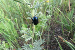 Chrysochus goniostoma