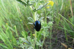 Chrysochus goniostoma