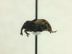 Cryptorhynchus fuscatus