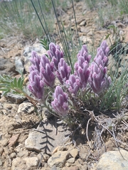 Castilleja schizotricha