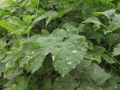 Podosphaera macularis