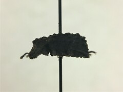 Bolitotherus cornutus