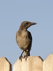 Aphelocoma californica