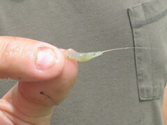 Palaemon kadiakensis