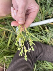 Spergularia canadensis