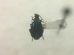 Lebia viridis
