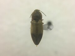 Stropenron hamata