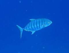 Ferdauia ferdau