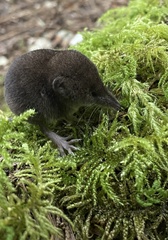 Sorex trowbridgii