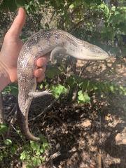 Tiliqua scincoides intermedia