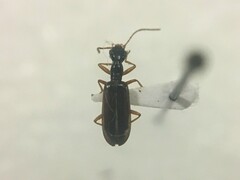 Leptotrachelus dorsalis