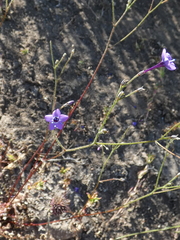 Gilia tenuiflora