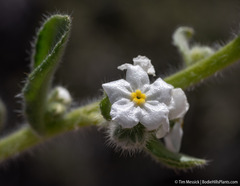 Amsinckiopsis kingii