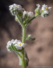 Amsinckiopsis kingii