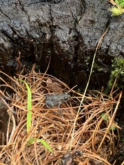 Bufo bankorensis