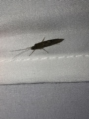 Leptocerus americanus